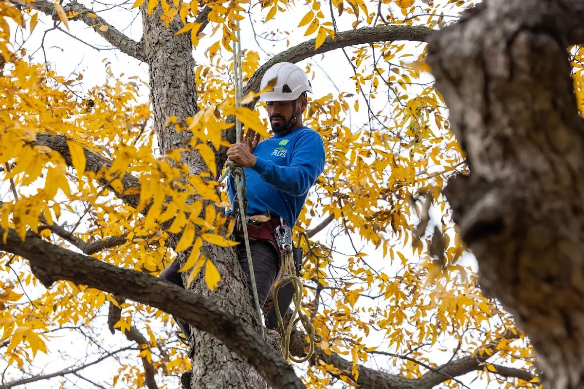 Skilled Tree Transplanting crew working in Tebbetts